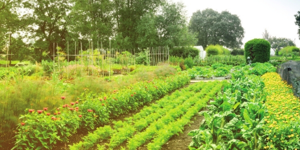 an image of a vegetable garden with rows of plants